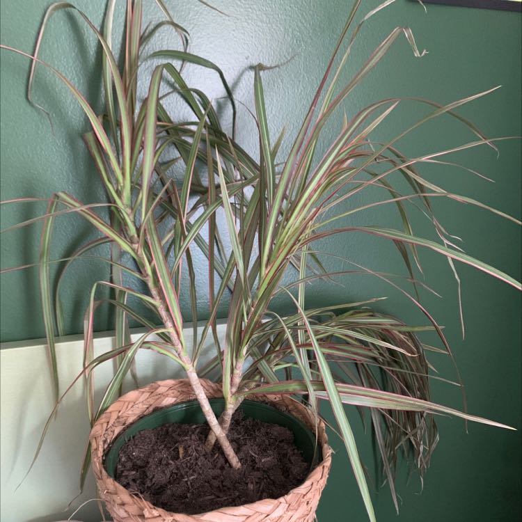 Healthy Song of India plant with long variegated leaves in a terracotta pot against a green wall.