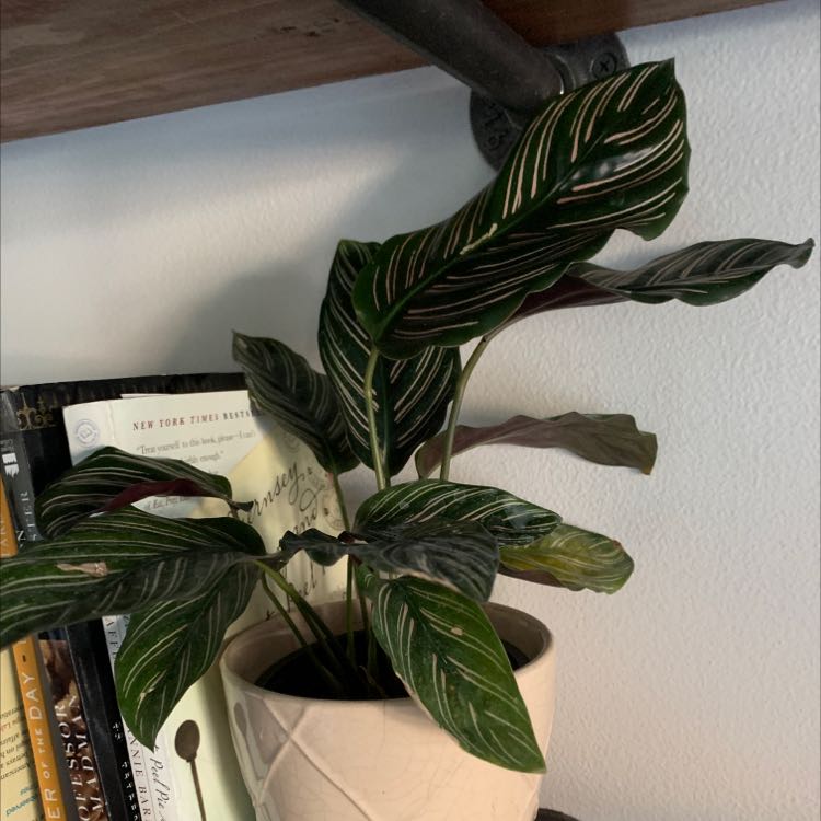 Pinstripe Calathea plant in a pot on a shelf with distinctive white-striped leaves.
