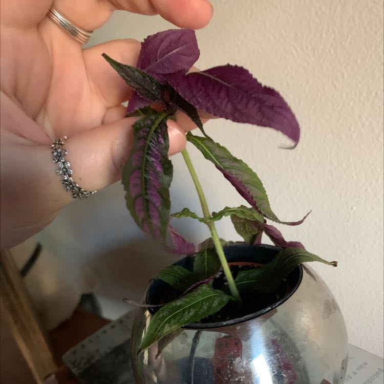 Persian Shield plant with vibrant purple leaves, held by a hand, in a small pot.