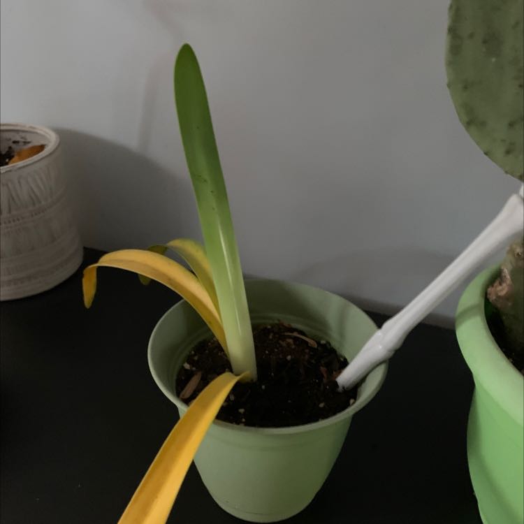 Potted plant with green and yellow leaves in a small green pot, soil visible.