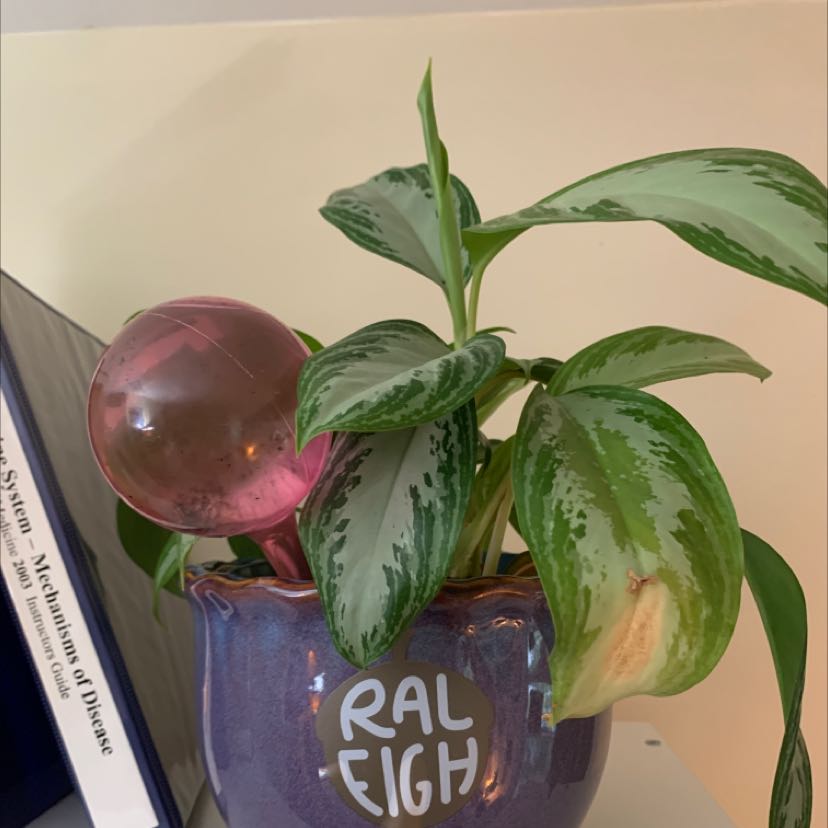 Jotchua | A plant by @CompleteFicus on Greg