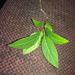 Winterberry plant