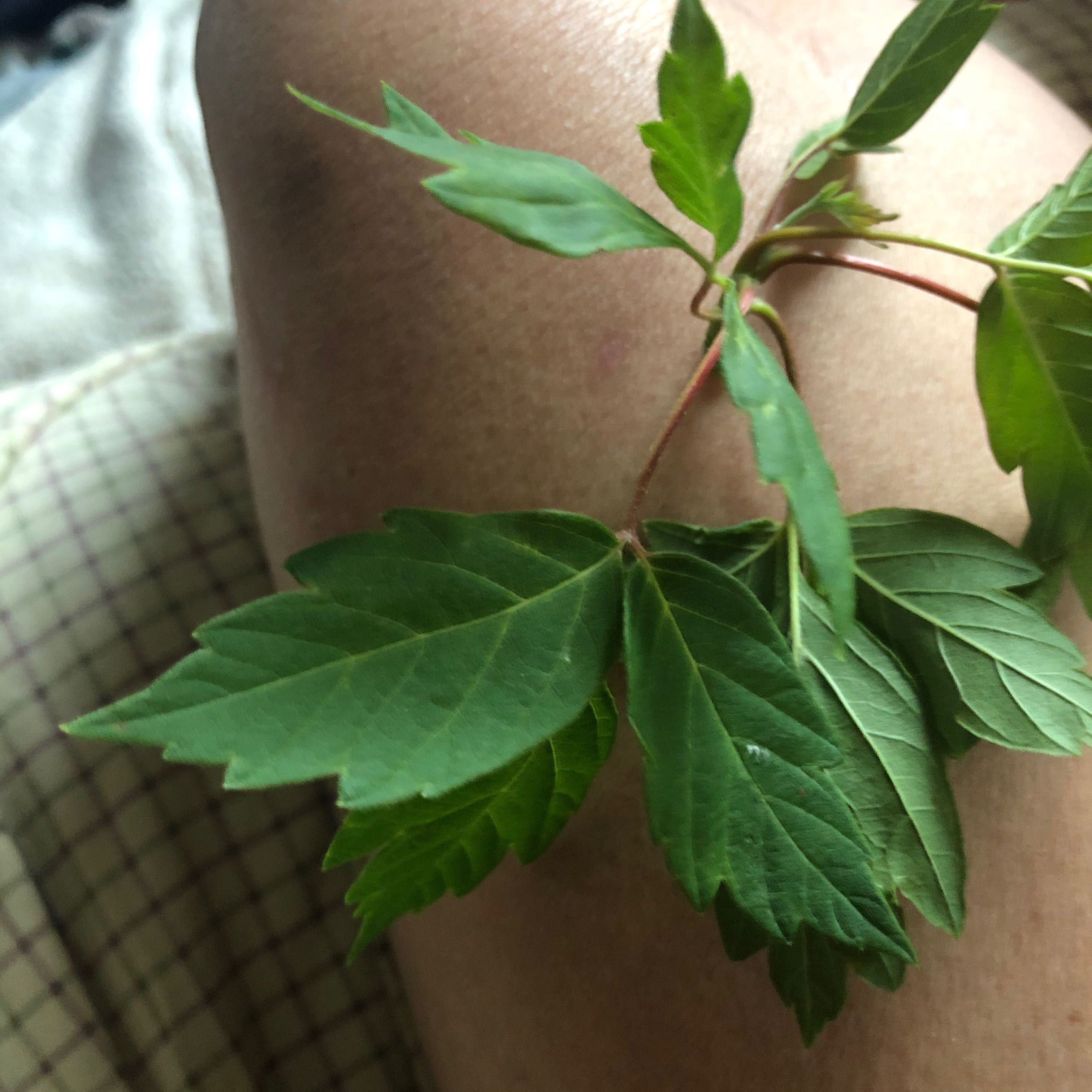 Close-up of a California Boxelder Maple with green, lobed leaves held by a person.