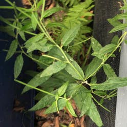 Purpleleaf Willowherb plant