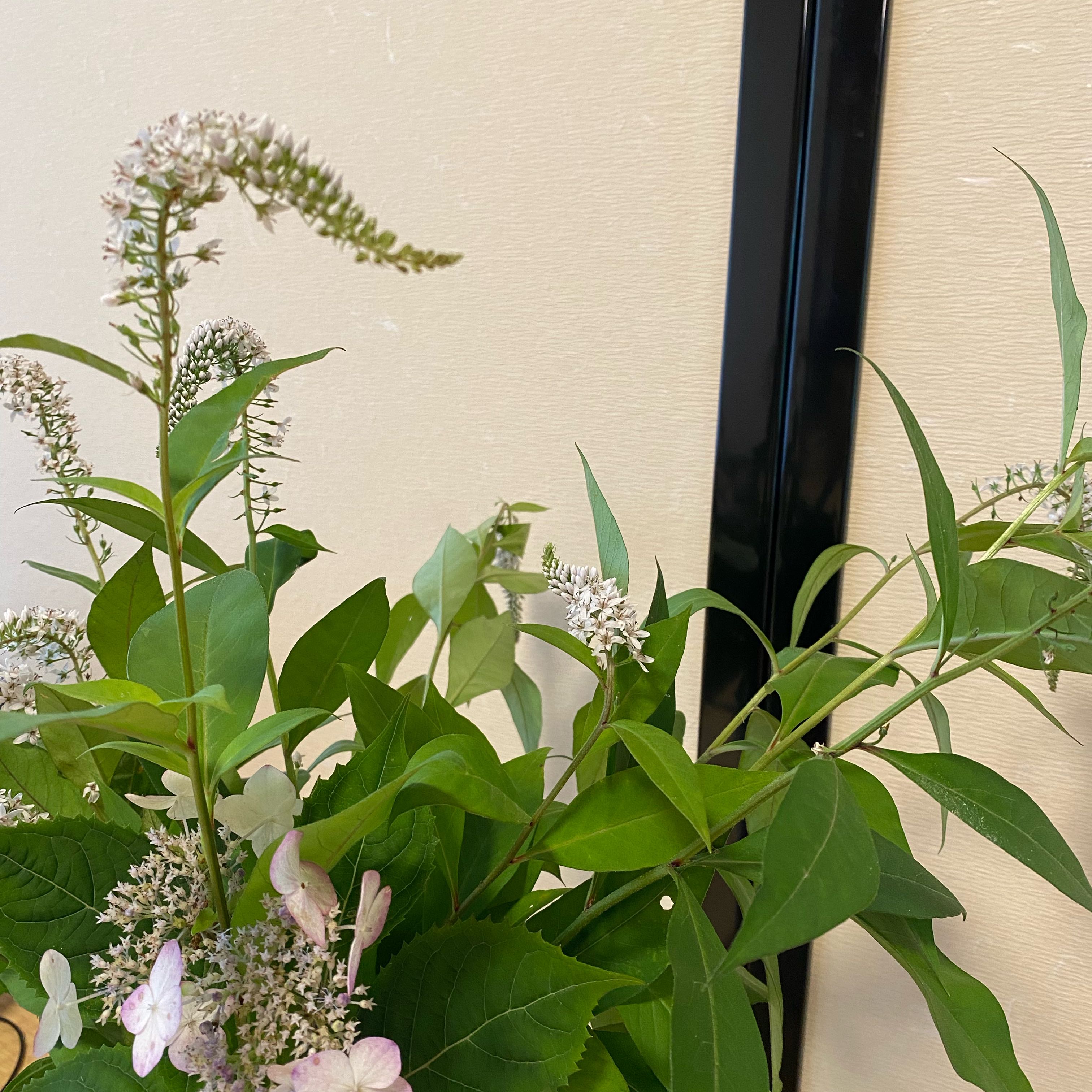 Photo of the plant species Gooseneck Loosestrife by @HotWildrice named Harper on Greg, the plant care app