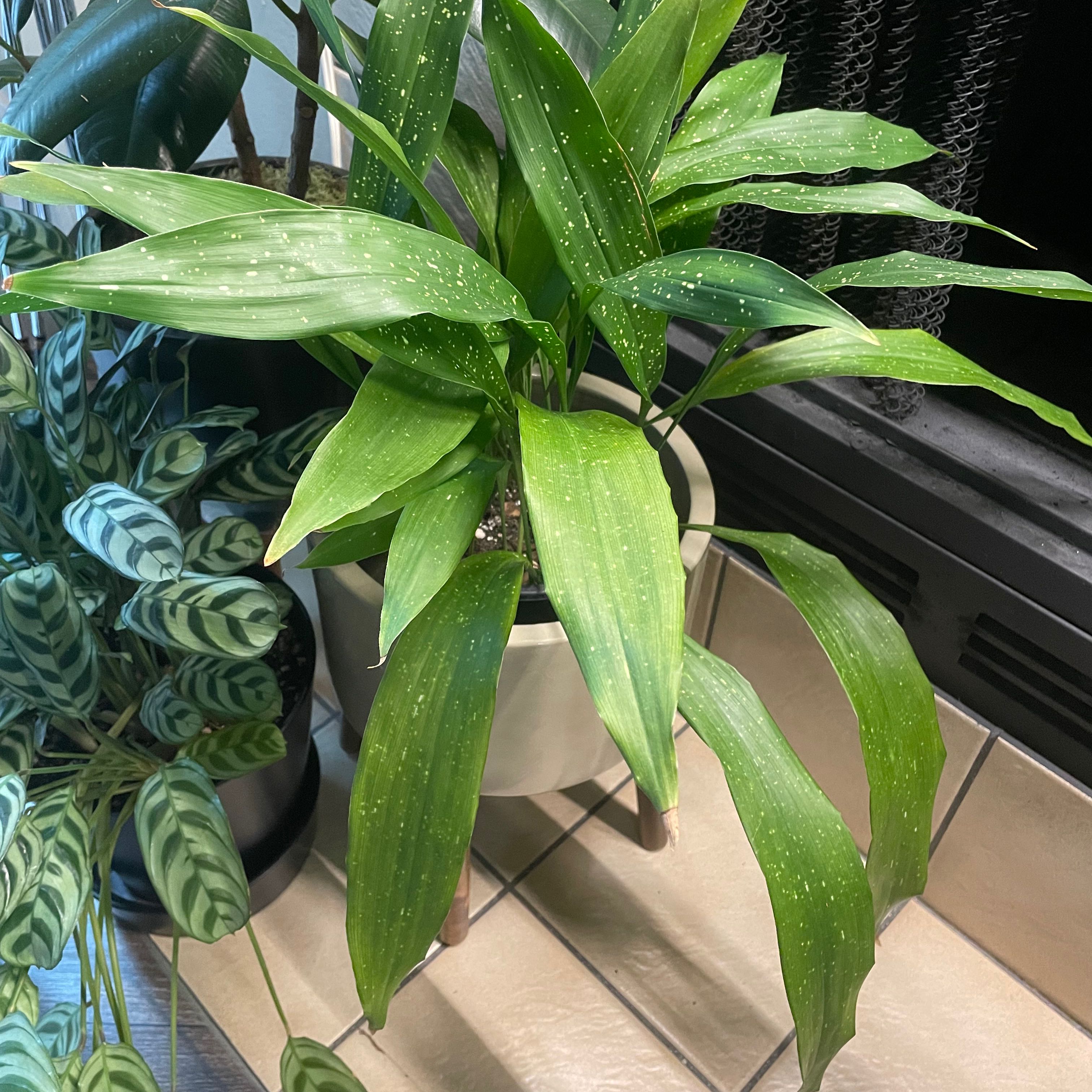 Cast Iron Milky Way plant with green leaves and white speckles in a pot with visible soil.