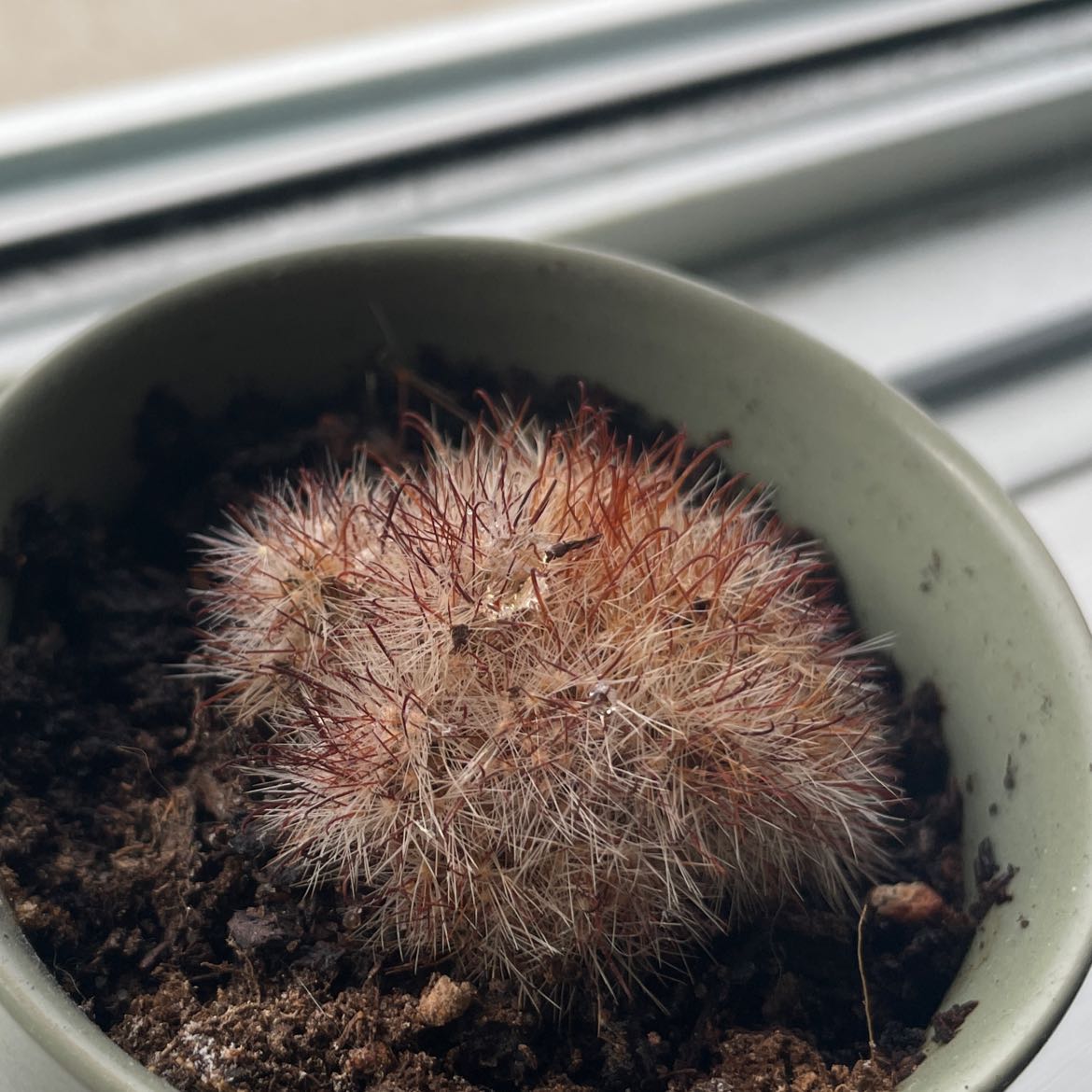 Overhead view of a potted Lace Hedgehog Cactus with dense whitish-pink spines, planted in well-draining soil in a ceramic pot.