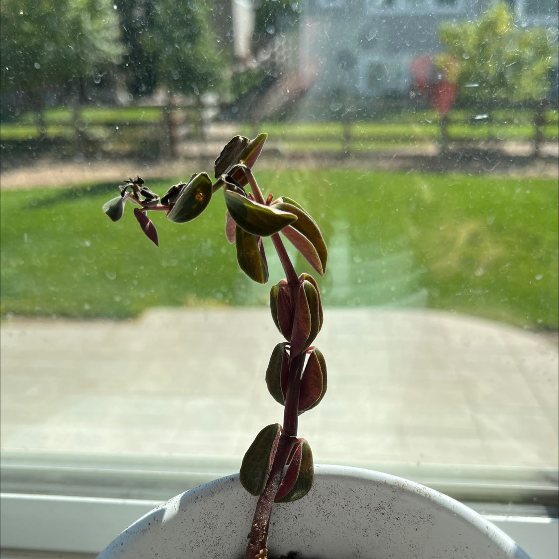 Photo of the plant species Peperomia verticillata 'Red Log' by @cyypherpunk named Jake on Greg, the plant care app