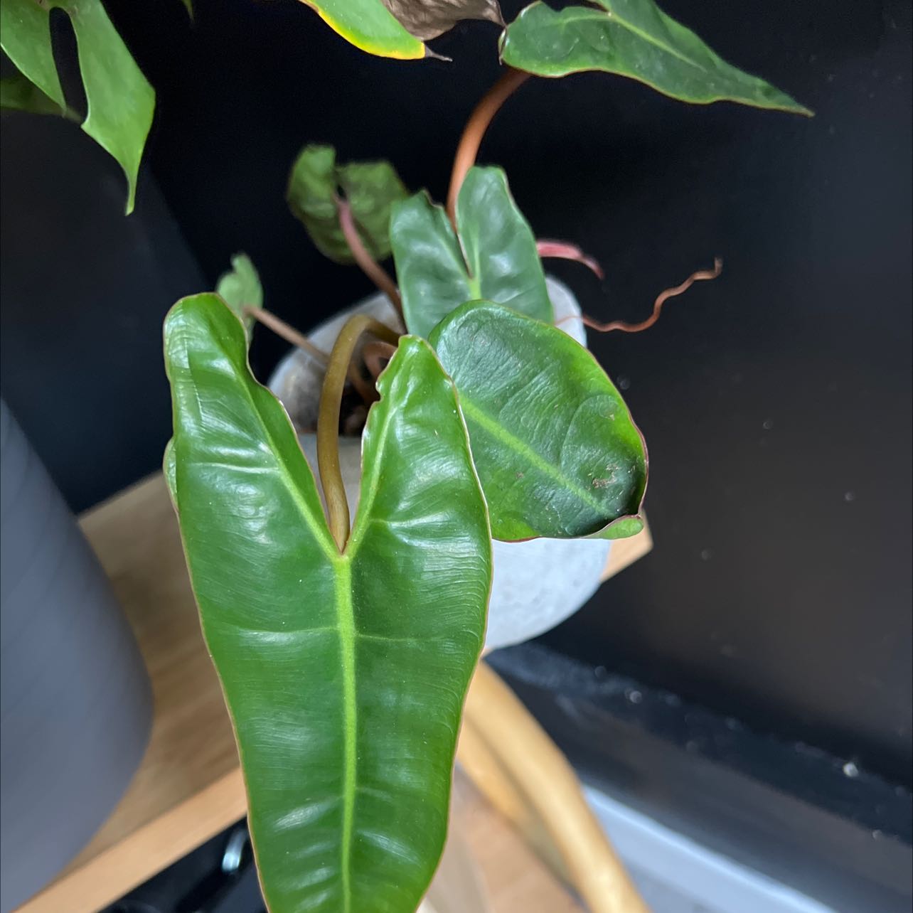 Philodendron Burle Marx plant with some browning leaves, potted with partially visible soil.