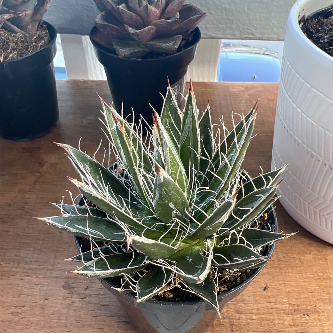 Queen Victoria Agave plant in a pot with healthy green leaves and white markings.