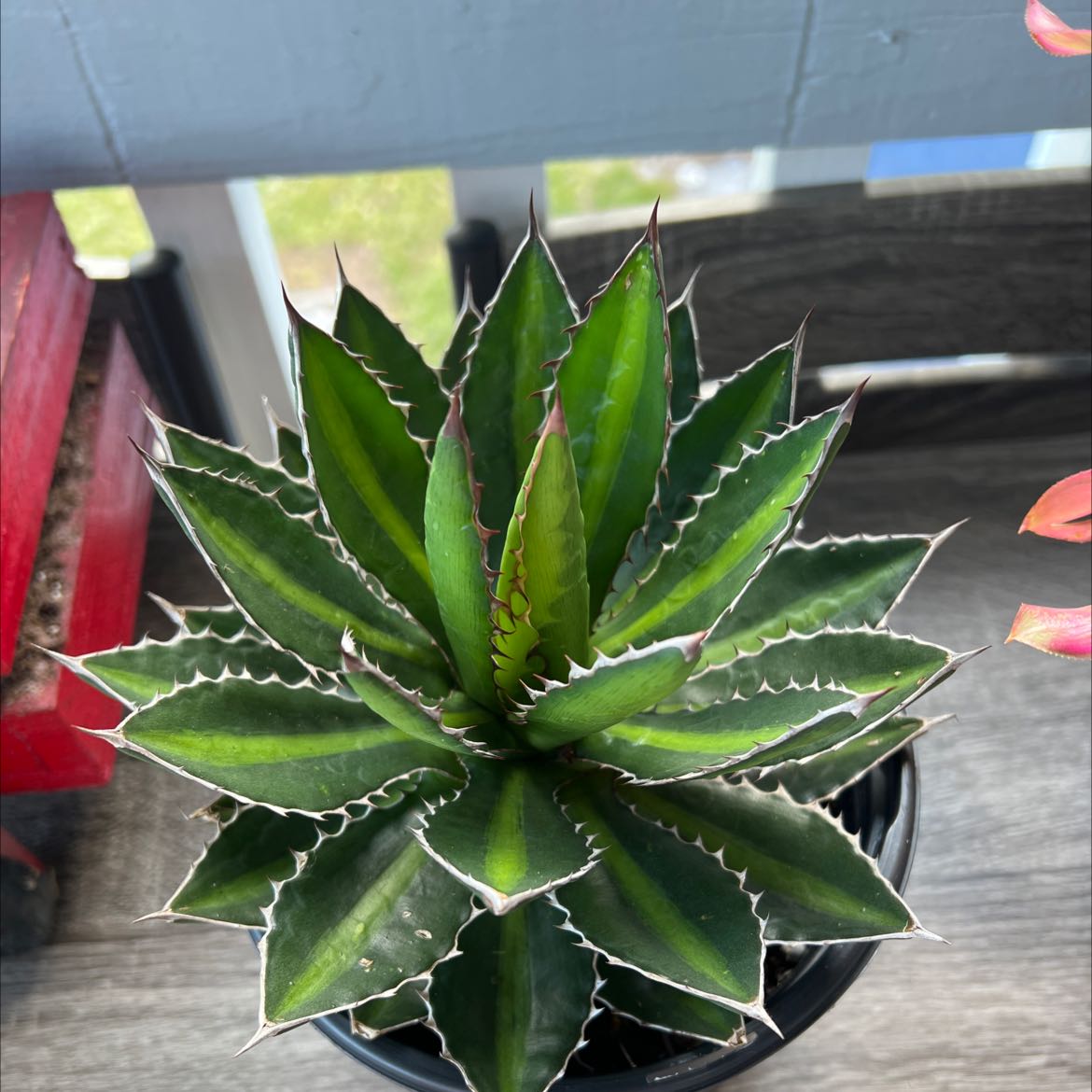 Thorn-Crested Century Plant with vibrant green leaves and white spines in a black pot.