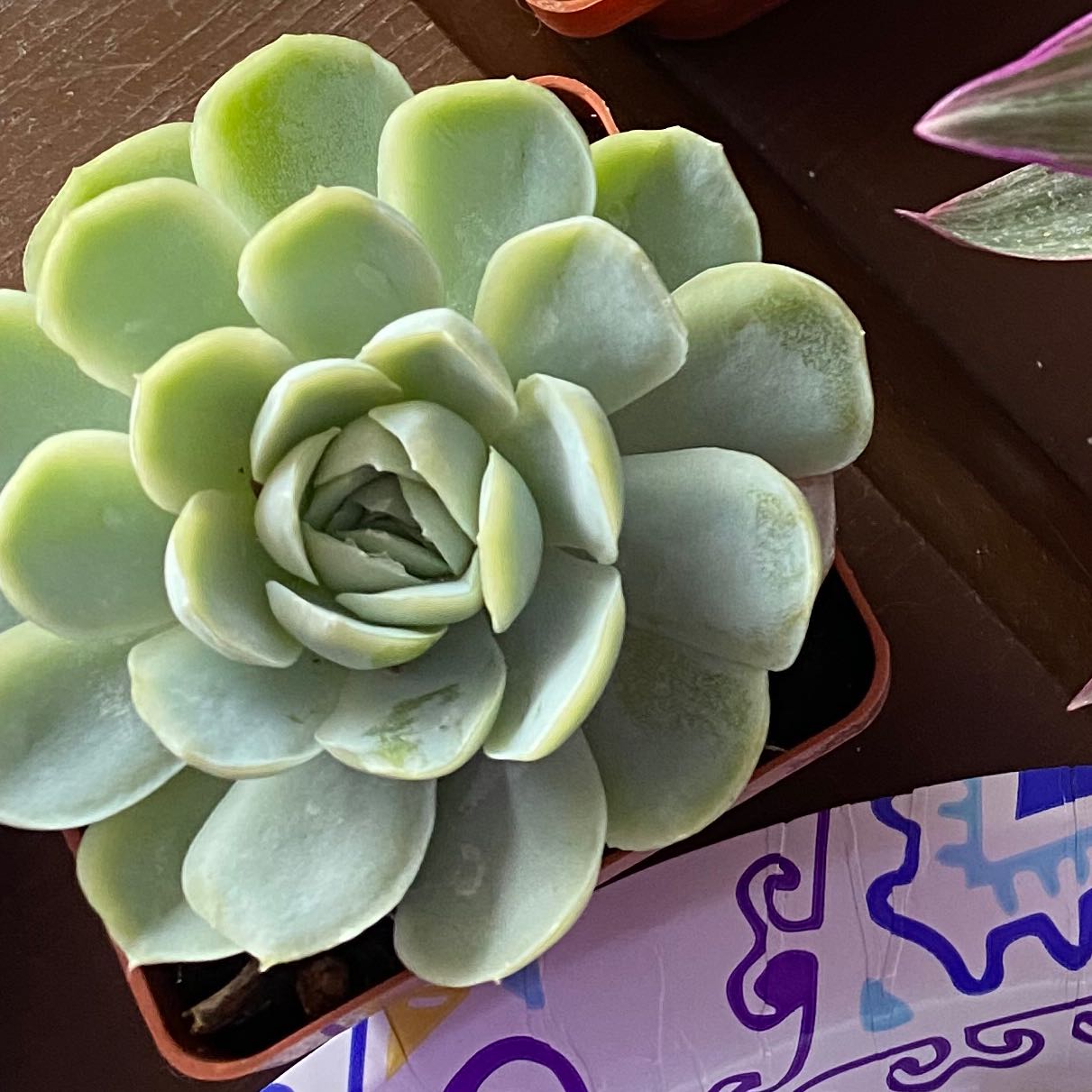 Photo of the plant species White Queen Echeveria by @CopiousLukiwan named Your plant on Greg, the plant care app