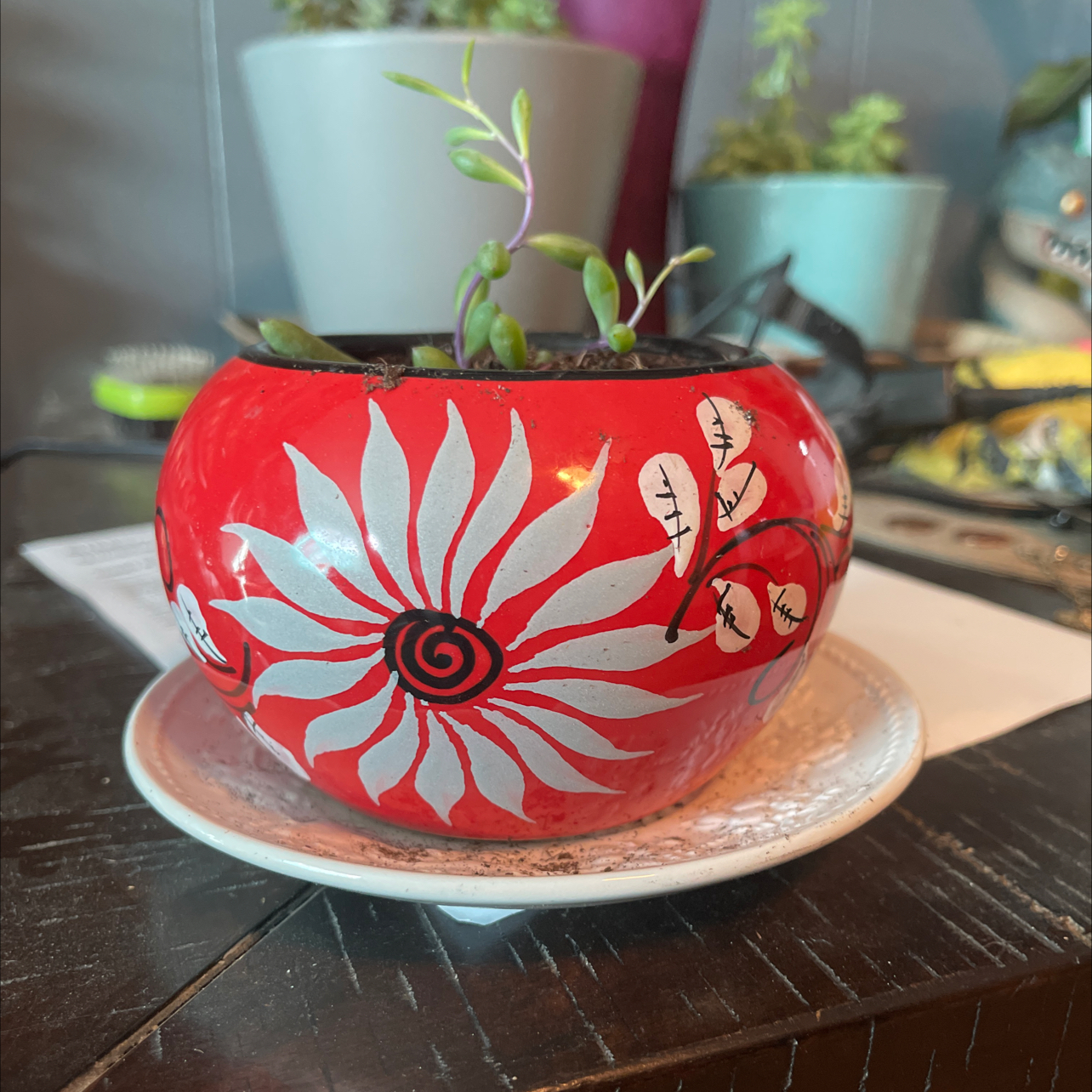 String of Rubies plant in a decorative red pot with a white floral design.