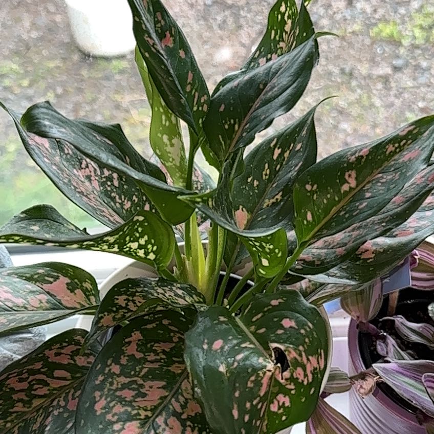 Chinese Evergreen Valentine plant with dark green leaves and pink variegation.