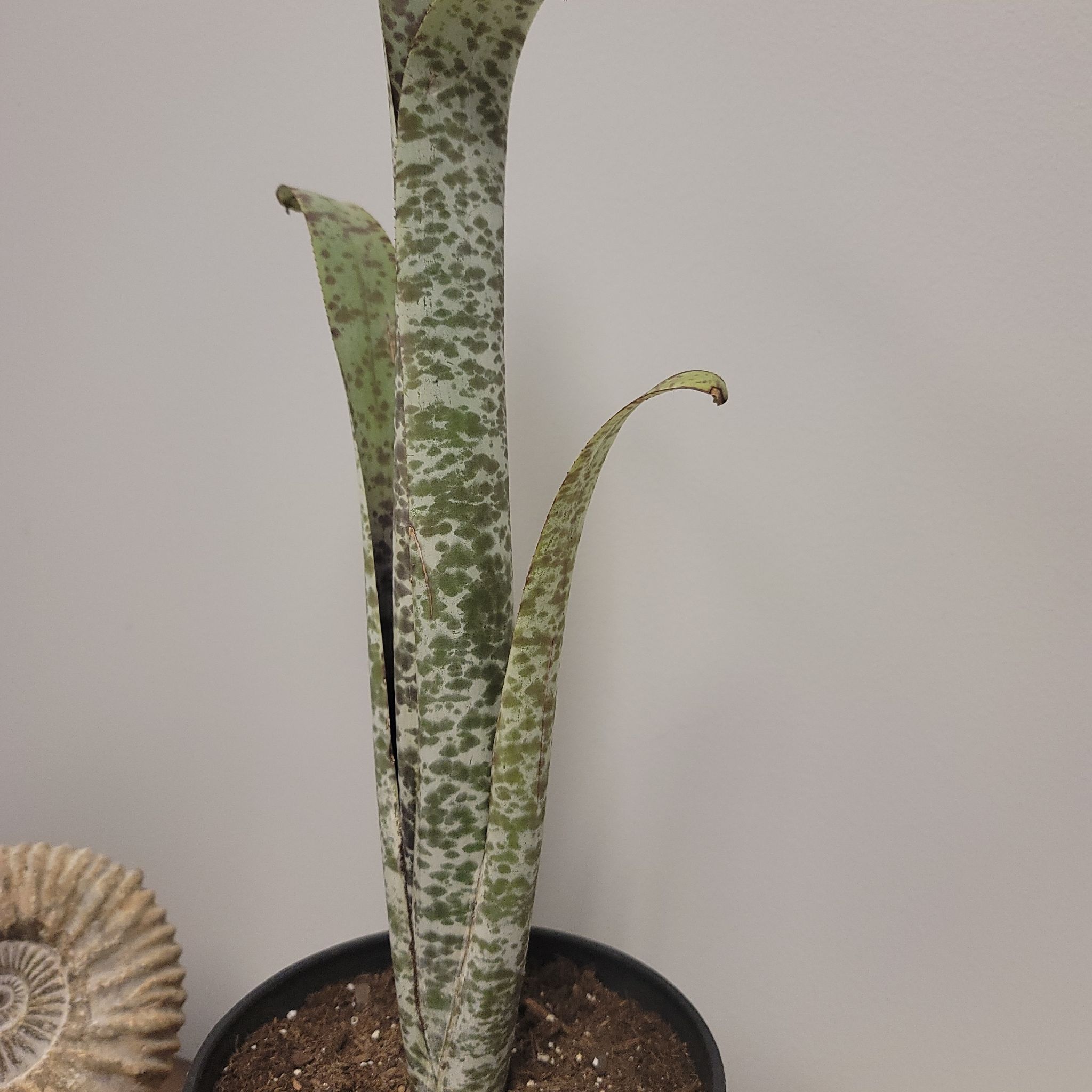 Photo of the plant species Texas tuberose by @ProPaleflax named Specks on Greg, the plant care app