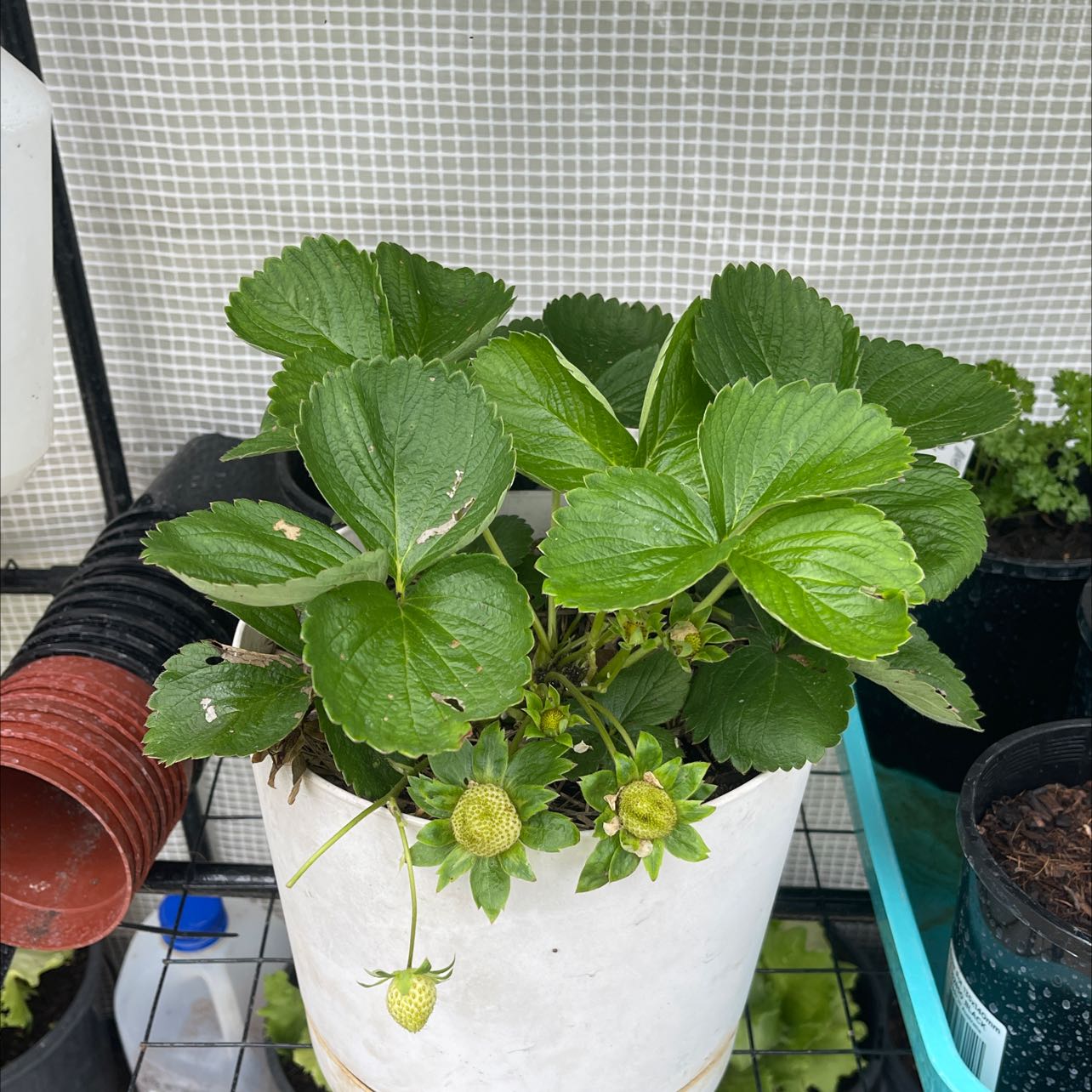 Beach Strawberry plant in a white pot with green leaves and developing strawberries.