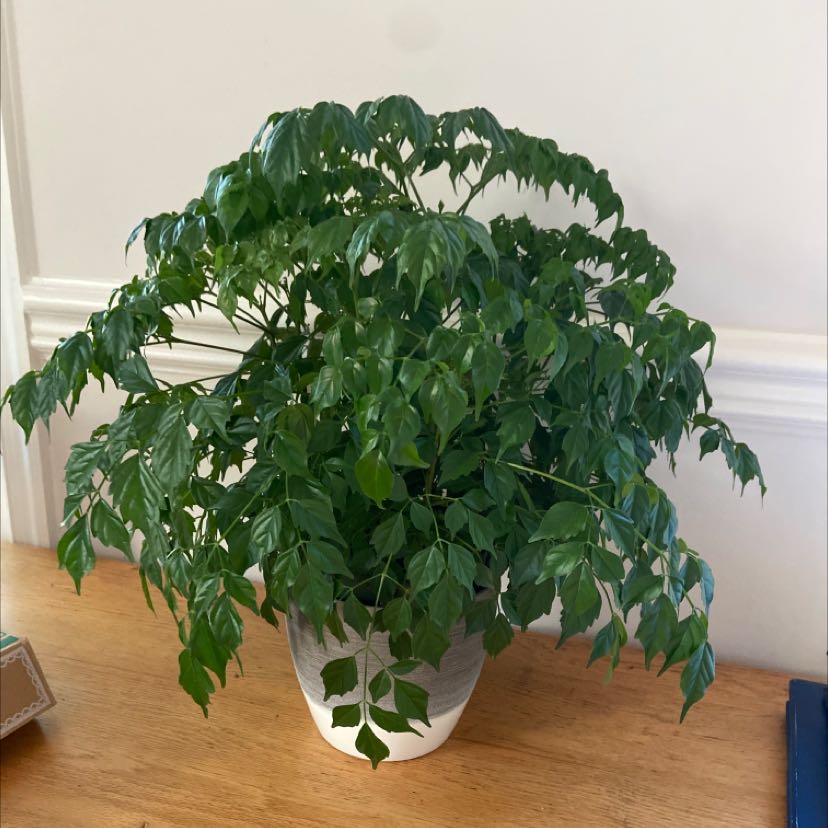 Photo of the plant species China Doll Plant by @PertinentAcajou named China doll on Greg, the plant care app