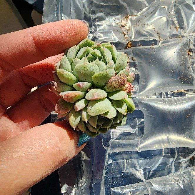 Photo of the plant species Echeveria 'Albamini' x 'Monroe' by @venusatlas named E. Alba Mini on Greg, the plant care app