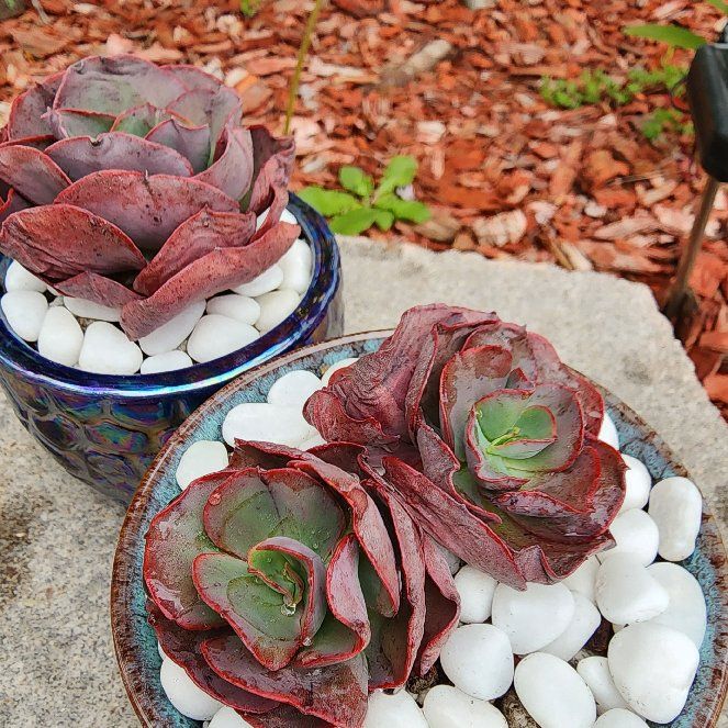 Photo of the plant species Echeveria 'Big Red' by @venusatlas named E. Big Red on Greg, the plant care app