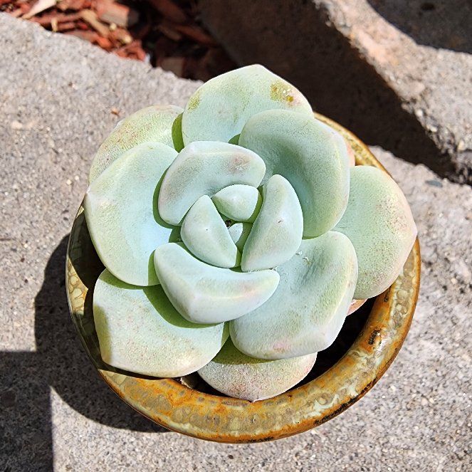 Photo of the plant species Ice Green Echeveria by @venusatlas named E. Ice Green on Greg, the plant care app