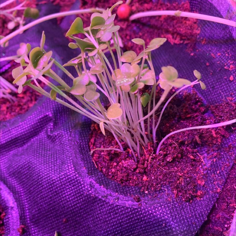 Young Wild Radish plant with small green leaves and thin stems growing in soil.