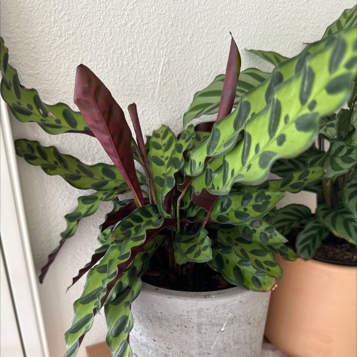 Photo of the plant species Rattlesnake Plant by @SpeedyRedpine named Rattler on Greg, the plant care app