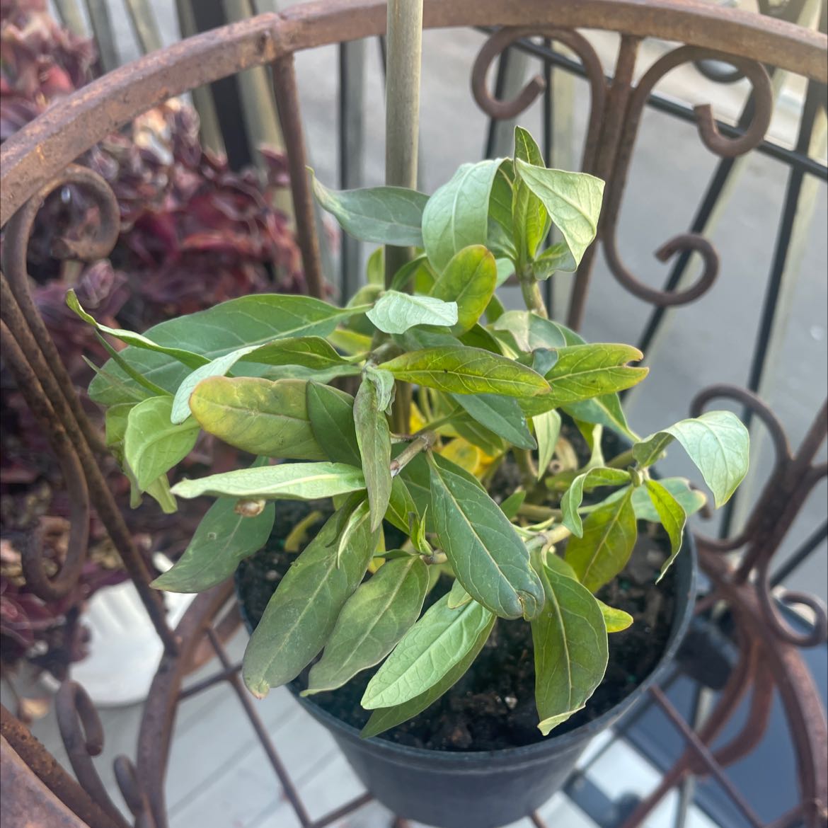 Potted Tropical Milkweed plant with green leaves, soil visible.