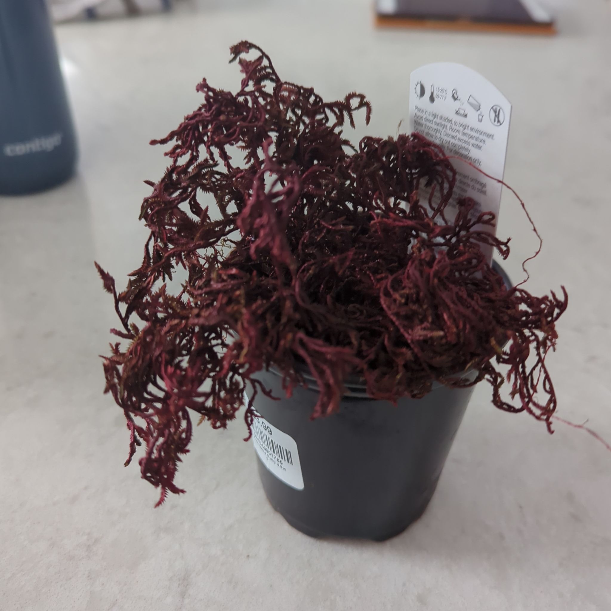 Photo of the plant species Moss Fern by @BeatificCowpea named Red on Greg, the plant care app