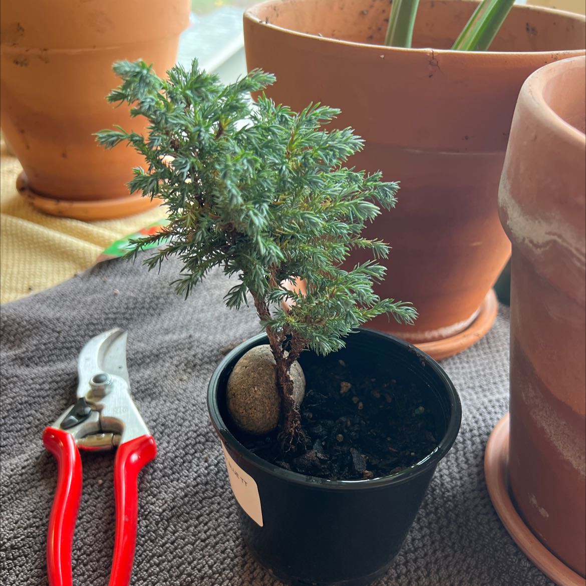 A healthy American Common Juniper in a small black pot with visible soil and green foliage.