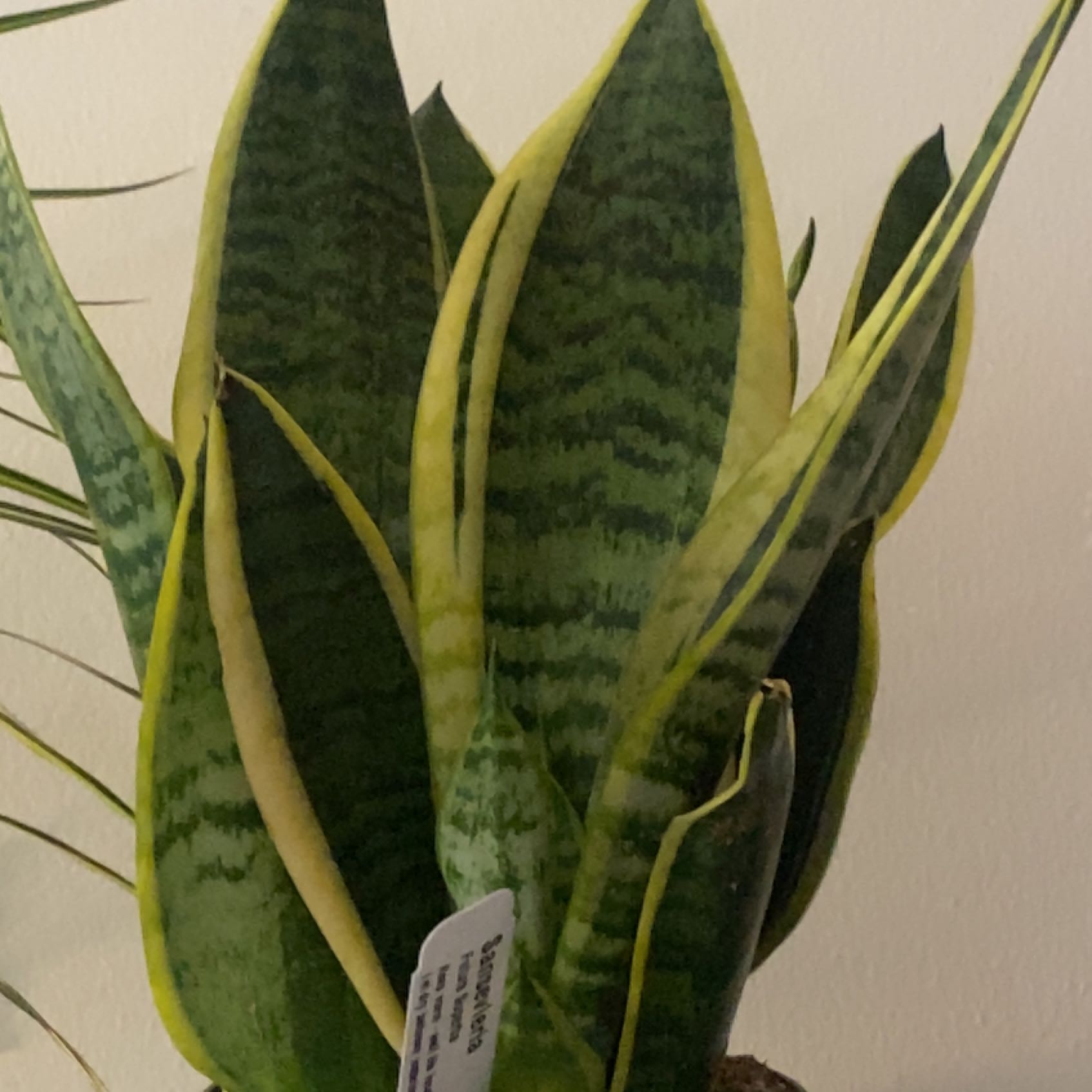 Futura Superba Snake Plant with upright, variegated leaves and some yellowing along the edges.