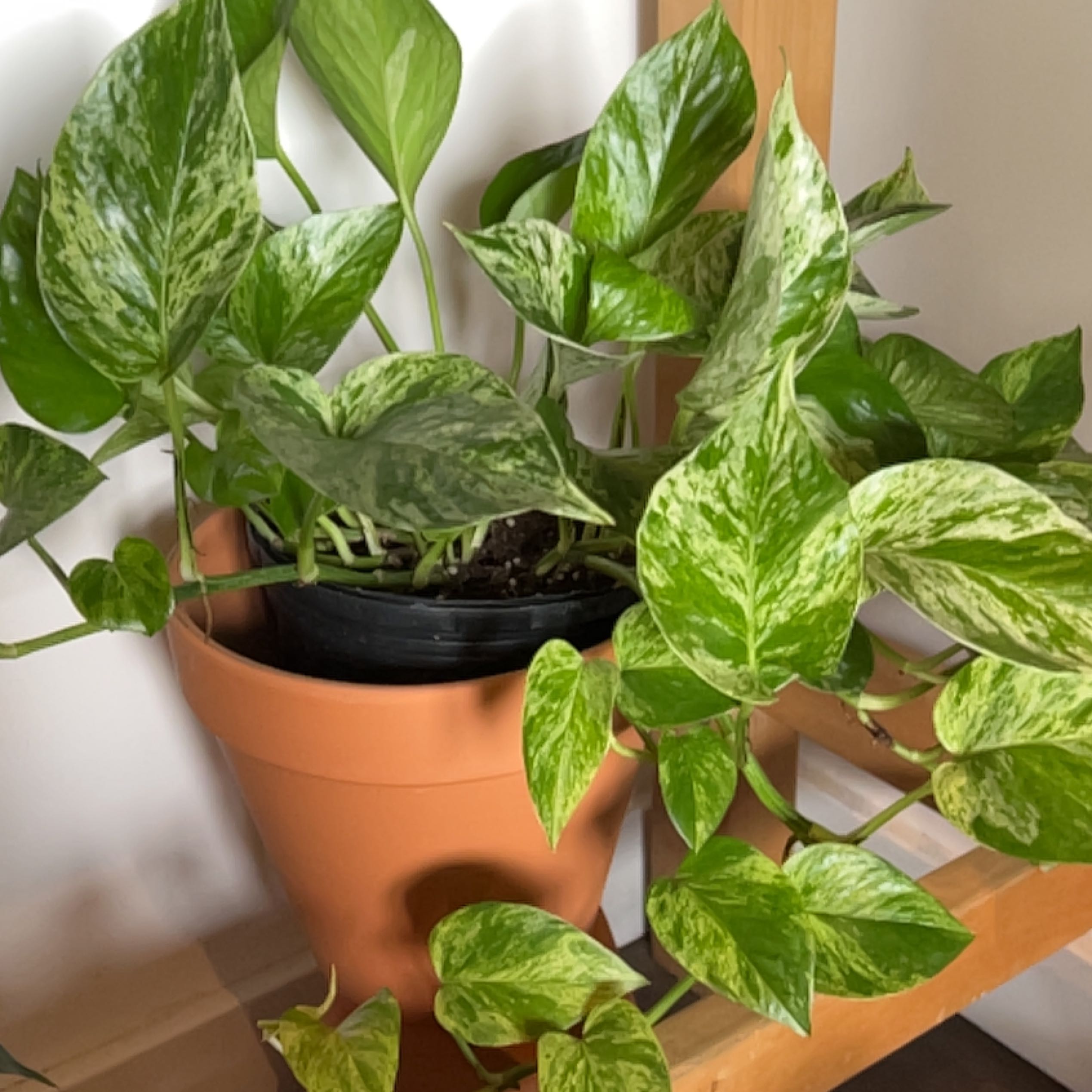 Photo of the plant species Marble Queen Pothos by @listen2plants named Denali on Greg, the plant care app