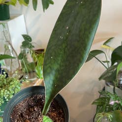 Whale Fin Snake Plant plant