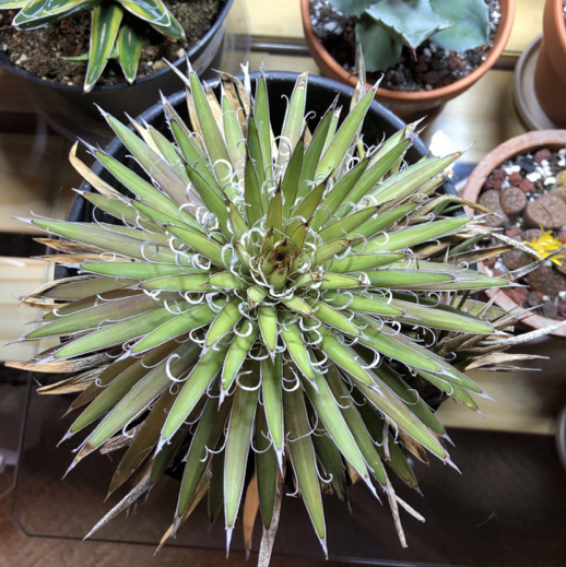 Thread Agave uploaded to the Greg plant app by @ZappyFittonia