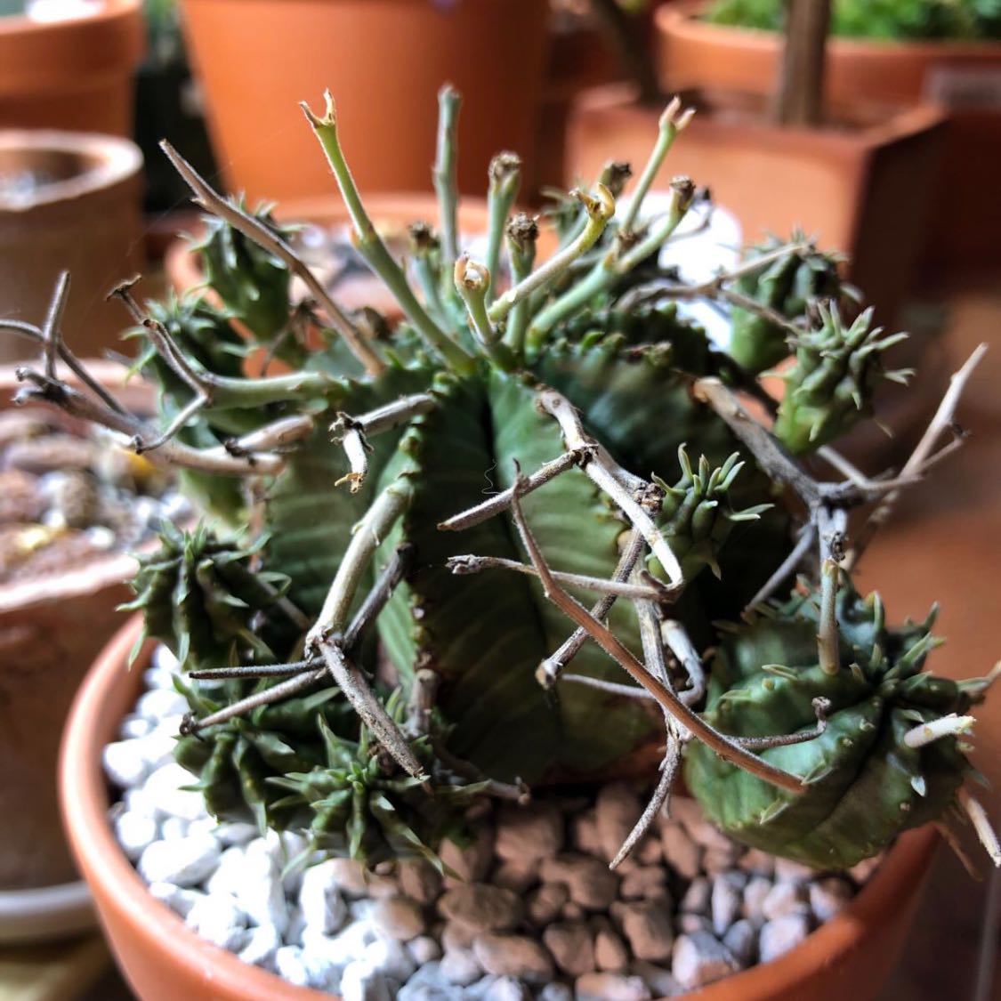 Photo of the plant species Melon Spurge by @ZappyFittonia named Euphorbia Meloformis on Greg, the plant care app