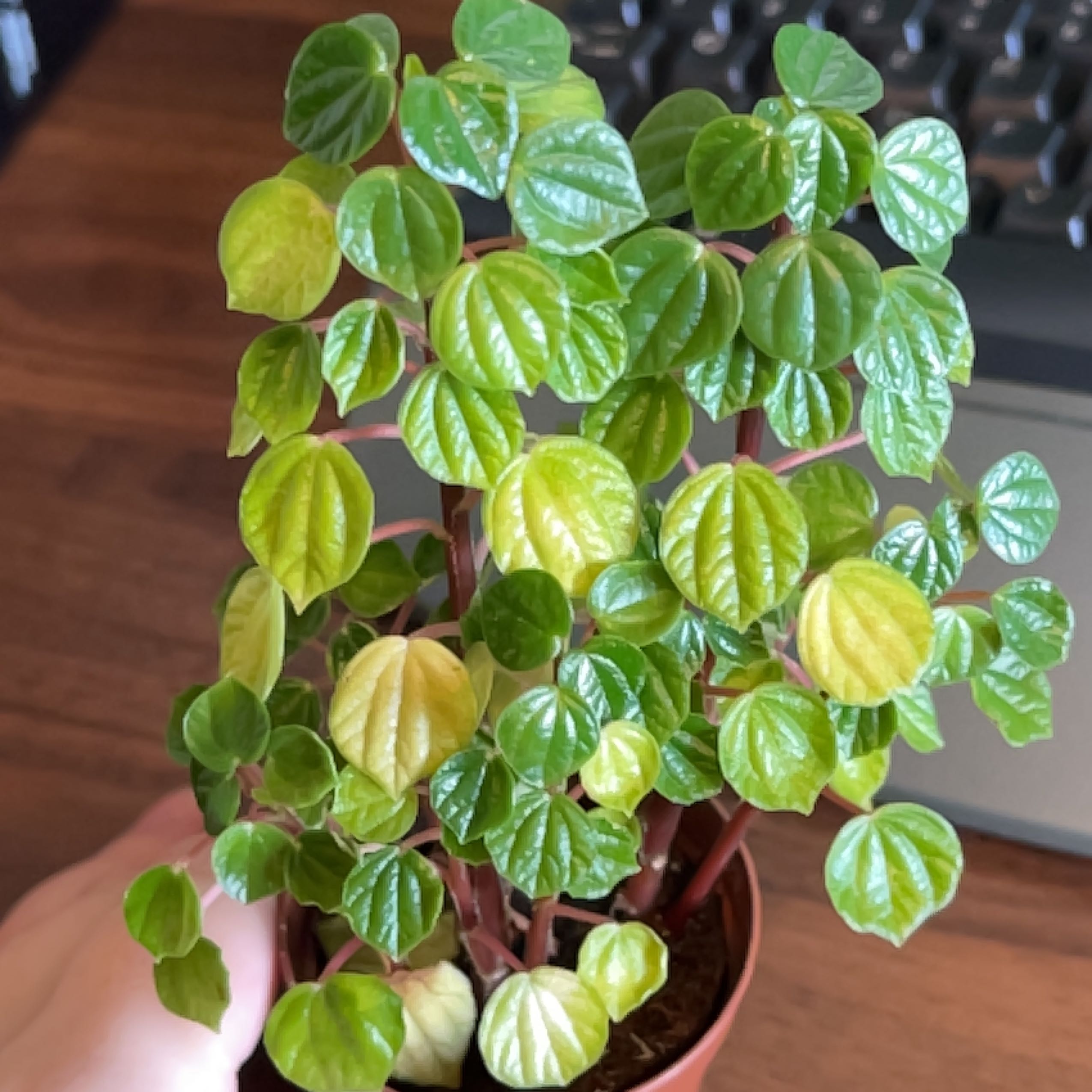 Photo of the plant species flowering peperomia by @SuperIcarus named Gomez on Greg, the plant care app