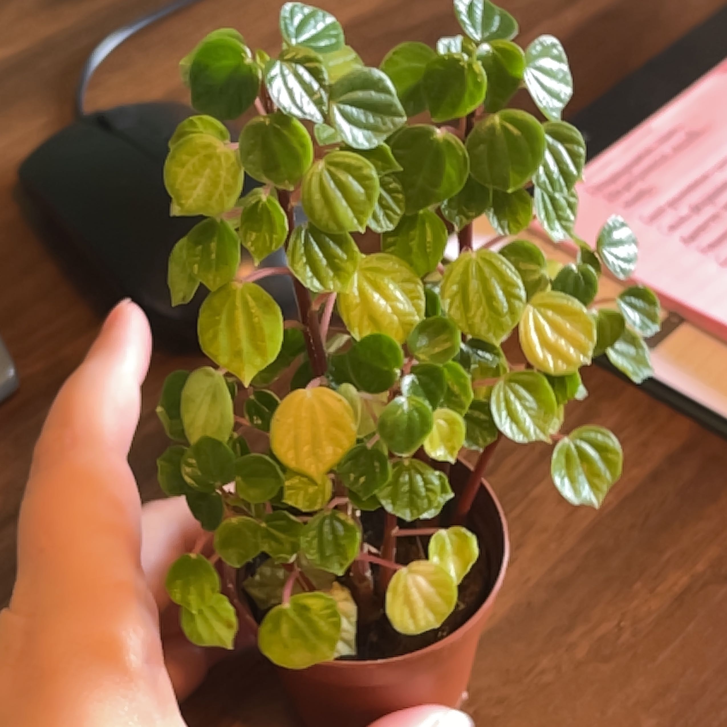 Photo of the plant species flowering peperomia by @SuperIcarus named Denali on Greg, the plant care app