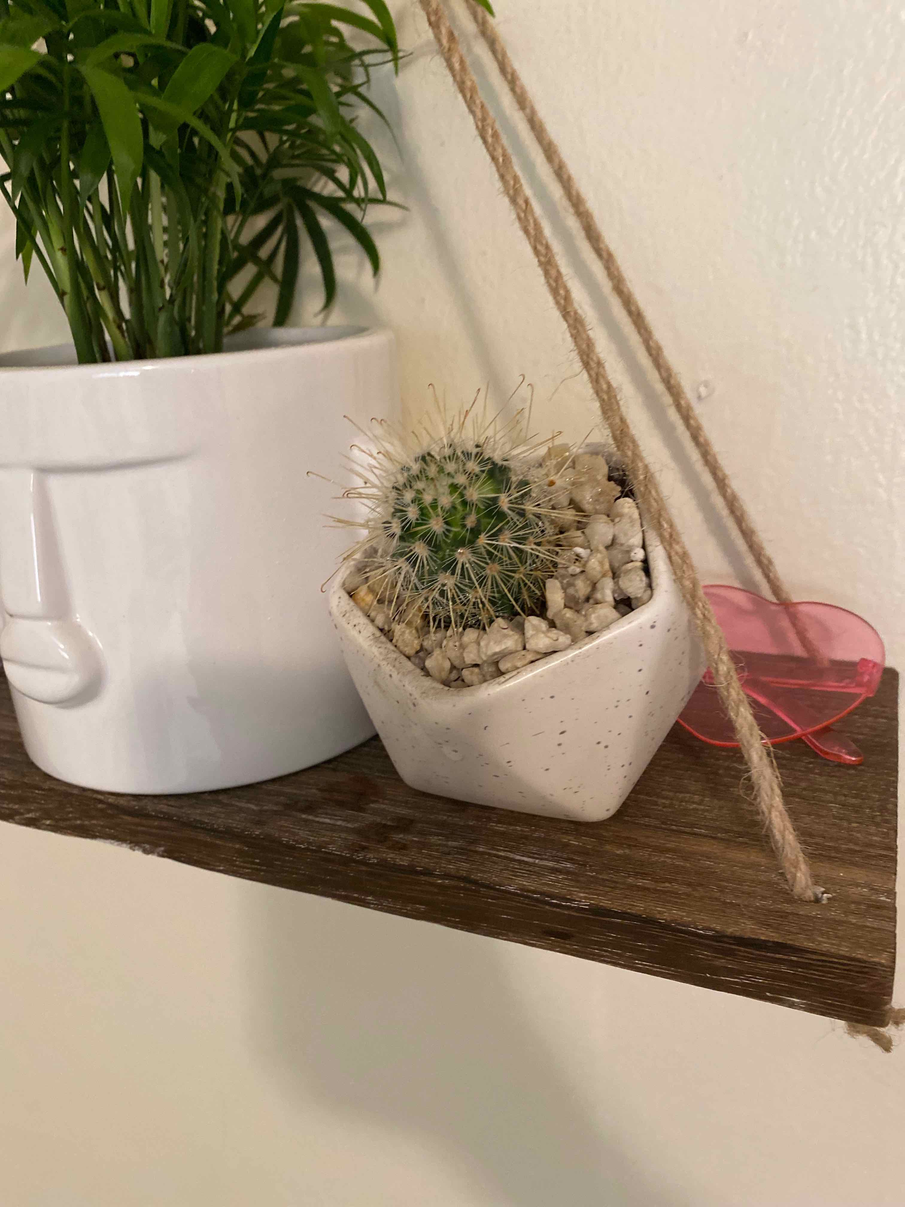 Twin Spined Cactus in a white pot on a wooden shelf with another plant in the background.