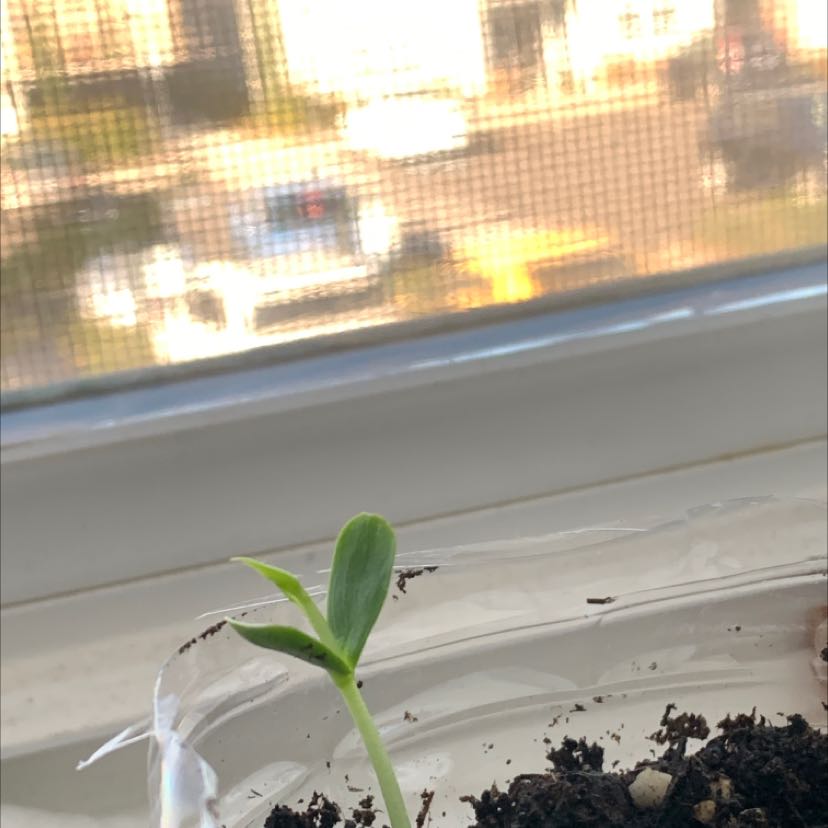 Photo of the plant species Ambrosia Apple Tree by @UpfrontPawpaw named Tree Diddy on Greg, the plant care app