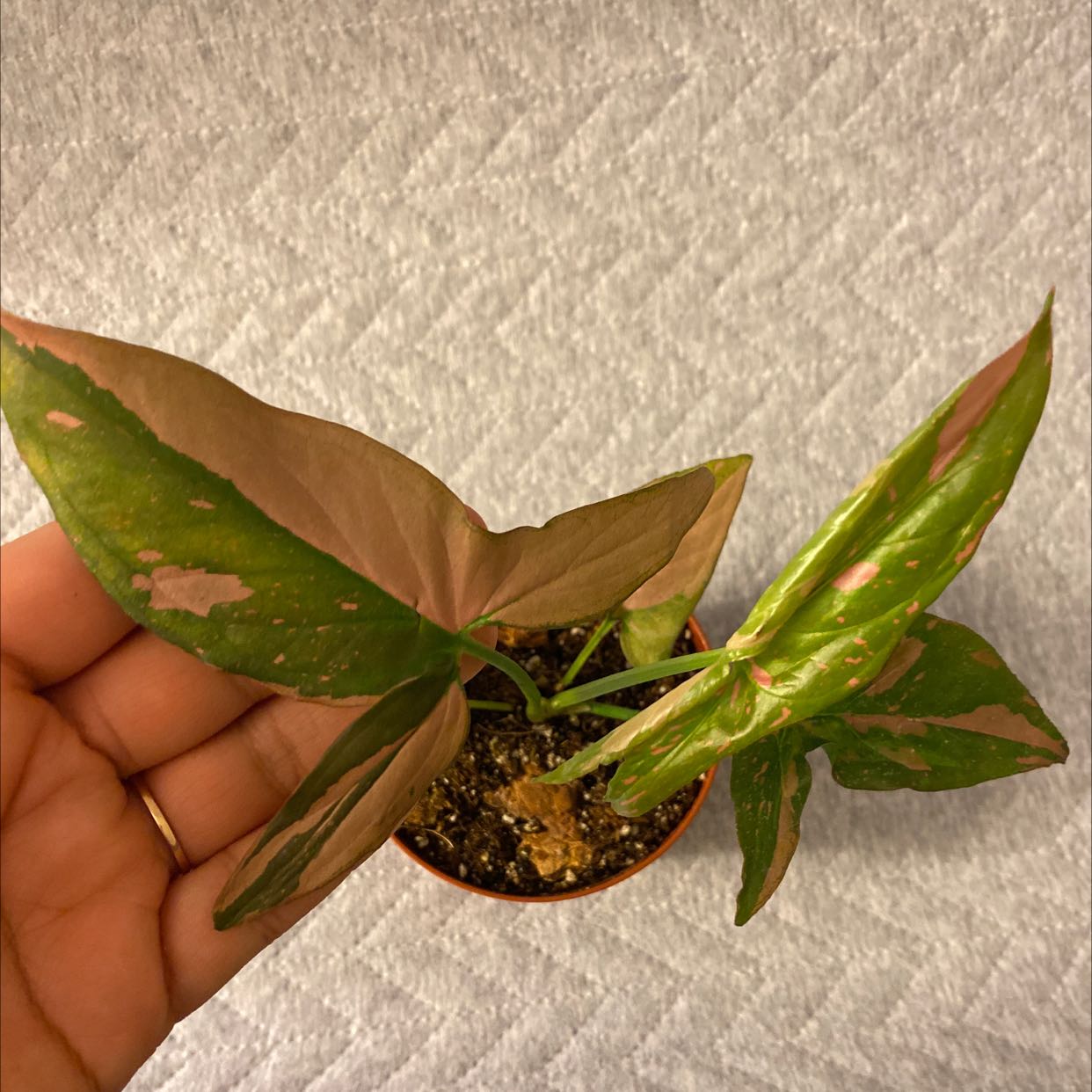 Pink Splash Arrowhead Vine with green and pink leaves in a small pot, hand holding a leaf.