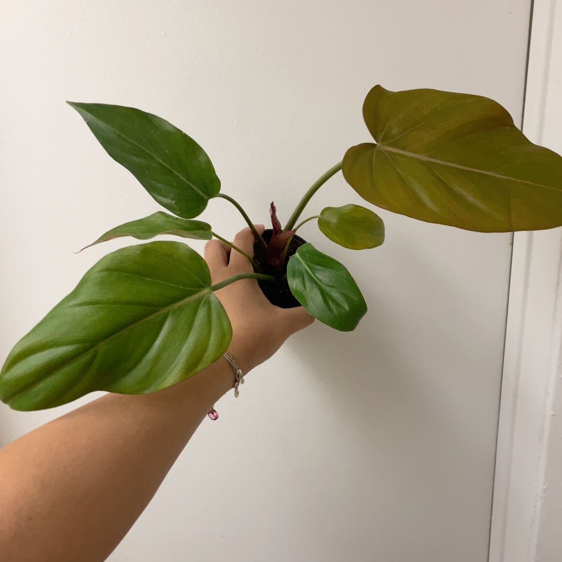 Philodendron 'Summer Glory' plant with some browning leaves, held by a hand.