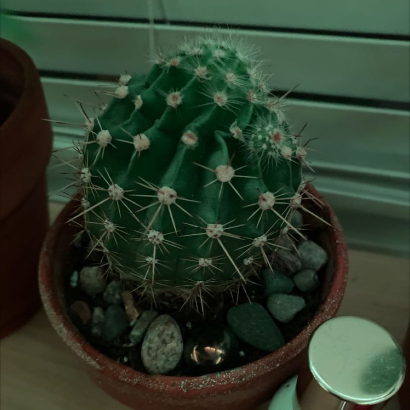 Photo of the plant species cactus by @LoyalWildtea named Lucy on Greg, the plant care app