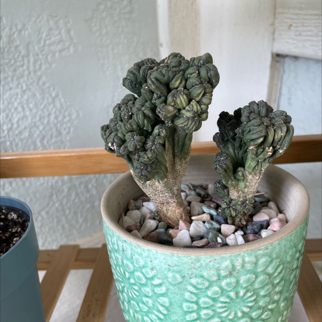 Ming Thing Cactus in a decorative pot with pebbles on the soil surface.