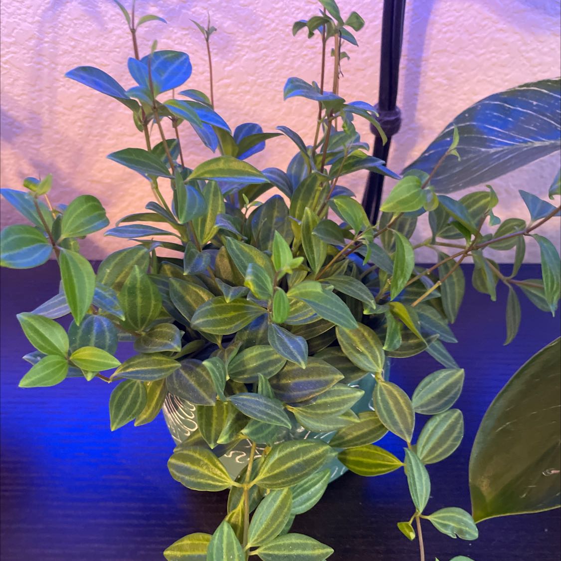 Photo of the plant species Peperomia 'Diamond' by @Rubysaenz named Your plant on Greg, the plant care app