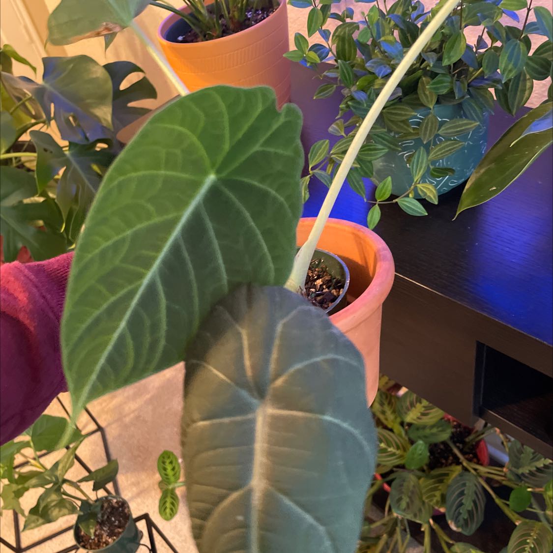 Alocasia 'Rugosa' plant with large, dark green leaves and prominent veins. Multiple plants in the background.