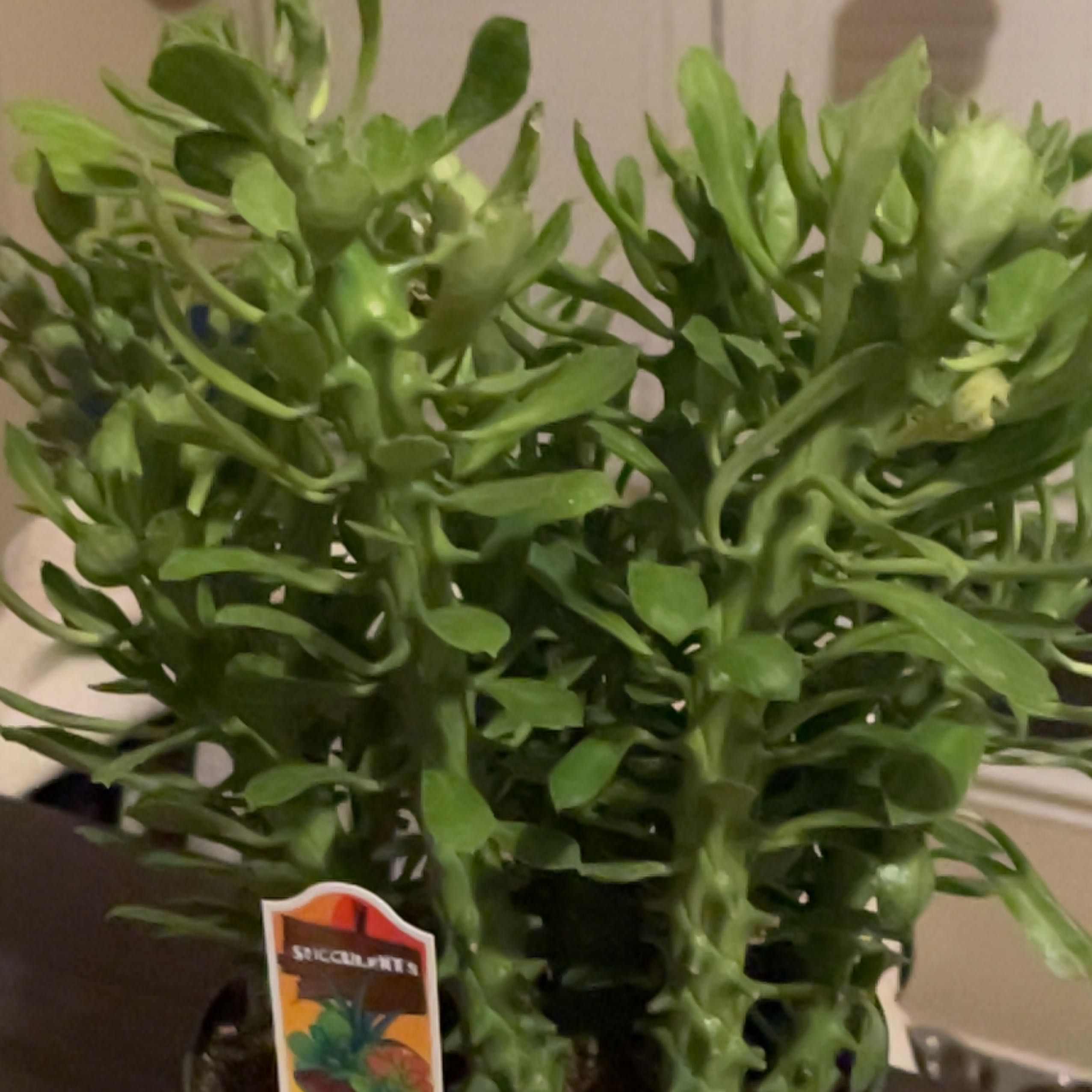 Photo of the plant species Sausage Spurge by @Rubysaenz named Leaf Erickson on Greg, the plant care app