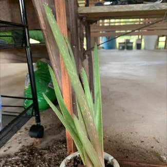 Aloe Vera plant in Raceland, Louisiana