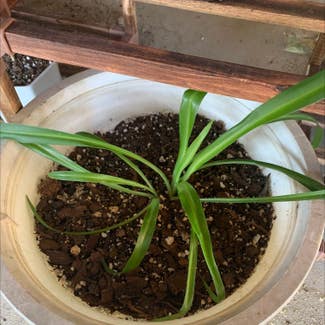 Spider Plant plant in Raceland, Louisiana