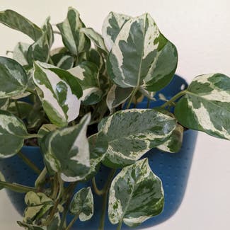 Pearls and Jade Pothos plant in Des Moines, Iowa