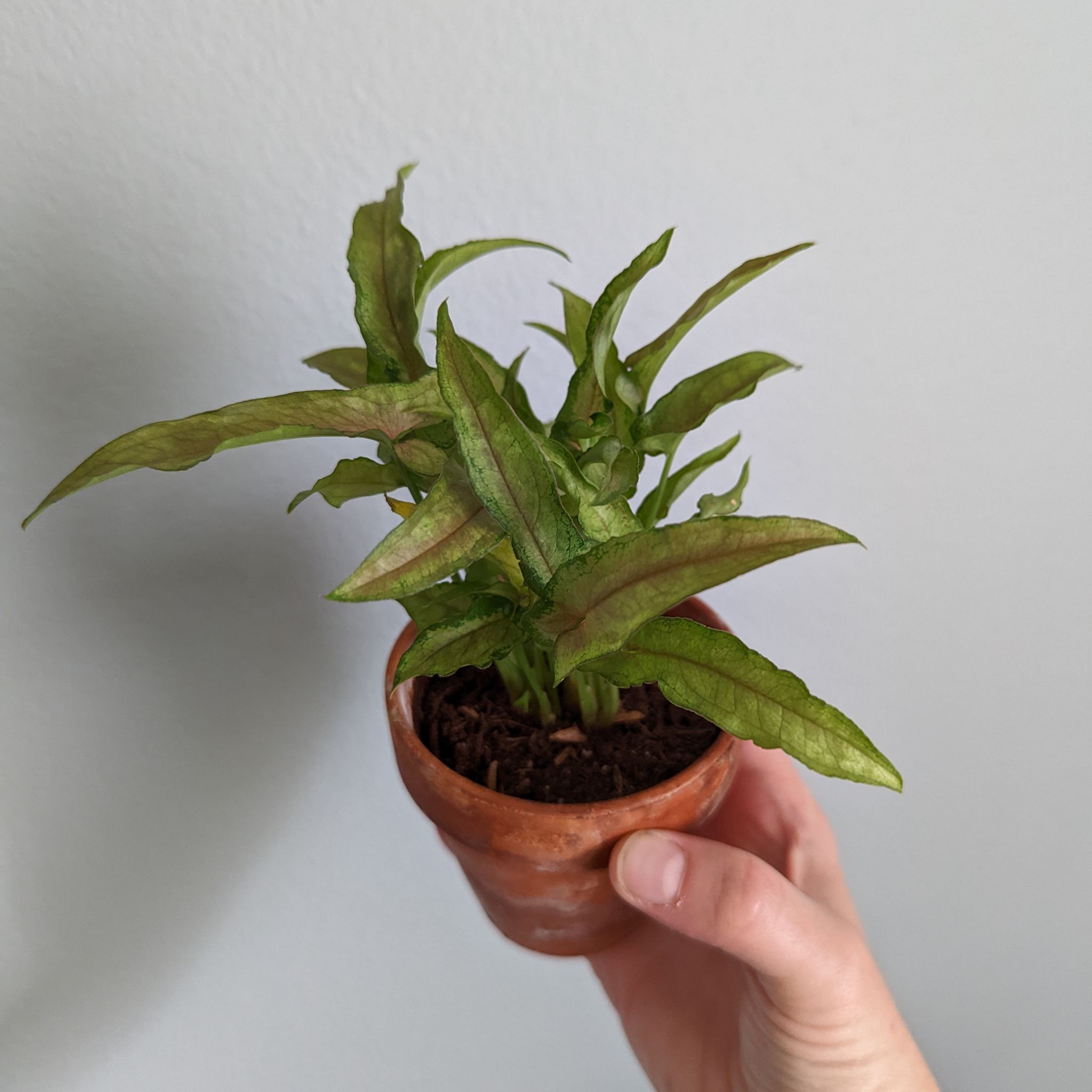 Syngonium 'Berry' plant in a terracotta pot with visible leaf discoloration, held by a hand.