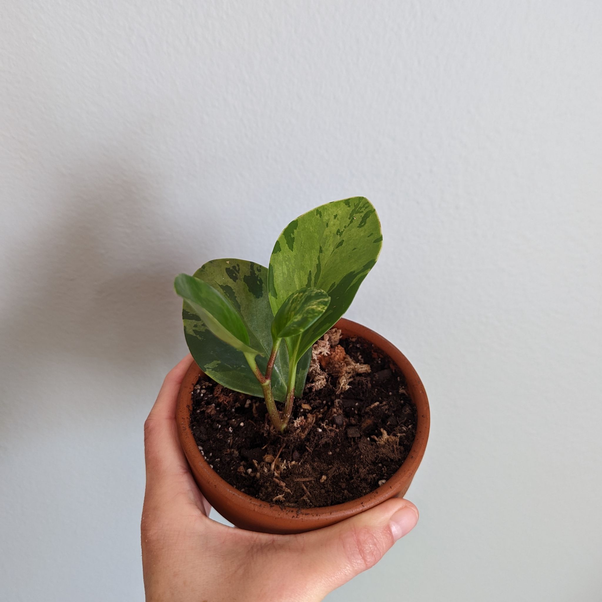 Marble Peperomia plant in a terracotta pot held by a hand, with healthy variegated leaves.